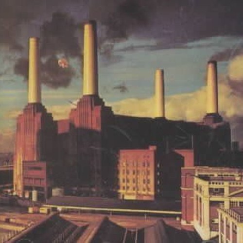 animals
