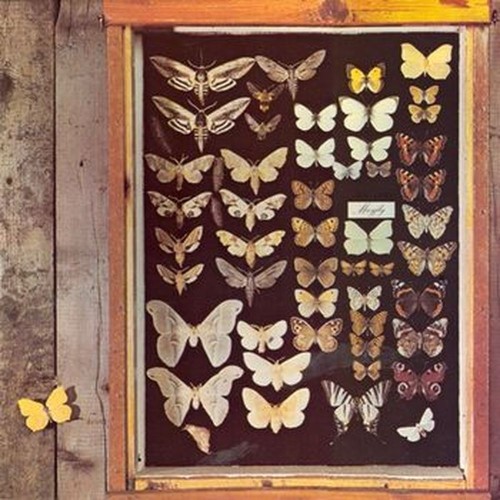 mayfly