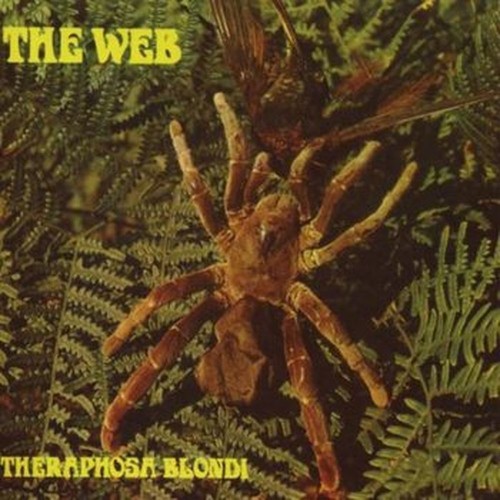 theraphosa blondi