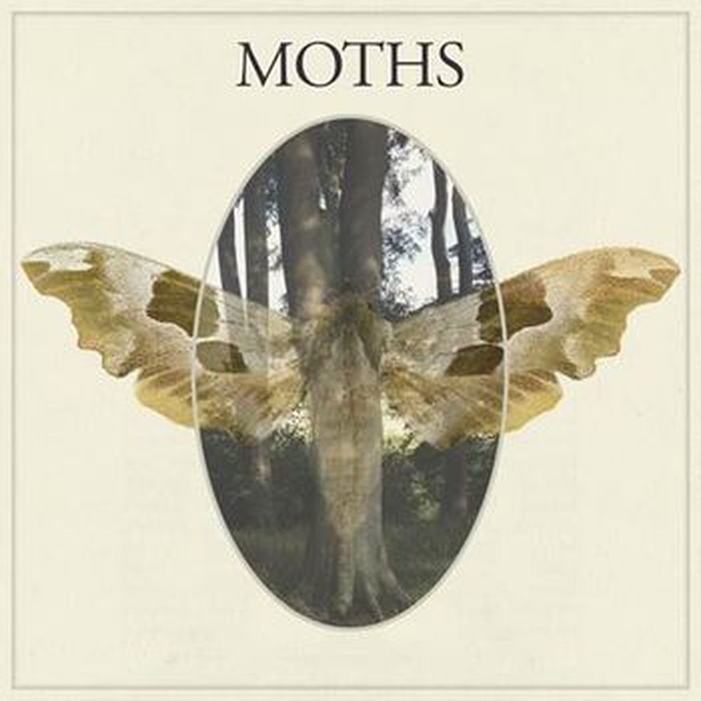moths