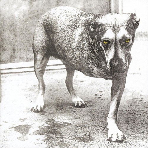 alice in chains